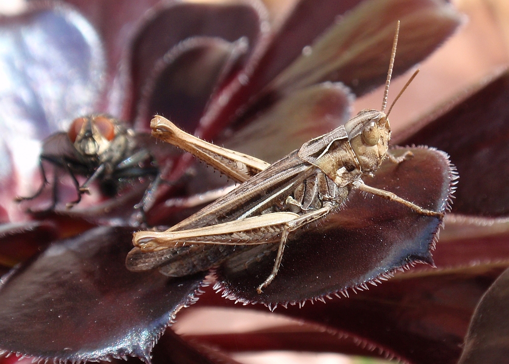 Brauner Grashüpfer auf Aeonium arboreum "Schwarzkopf"