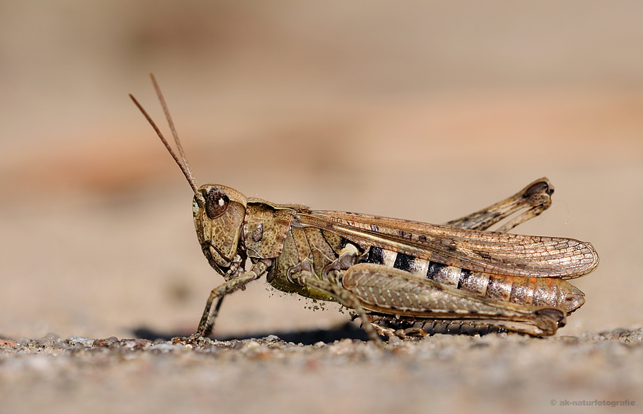 Brauner Grashüpfer (Chorthippus brunneus)