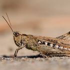 Brauner Grashüpfer (Chorthippus brunneus)