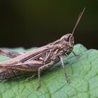 Brauner Grashüpfer (Chorthippus brunneus)