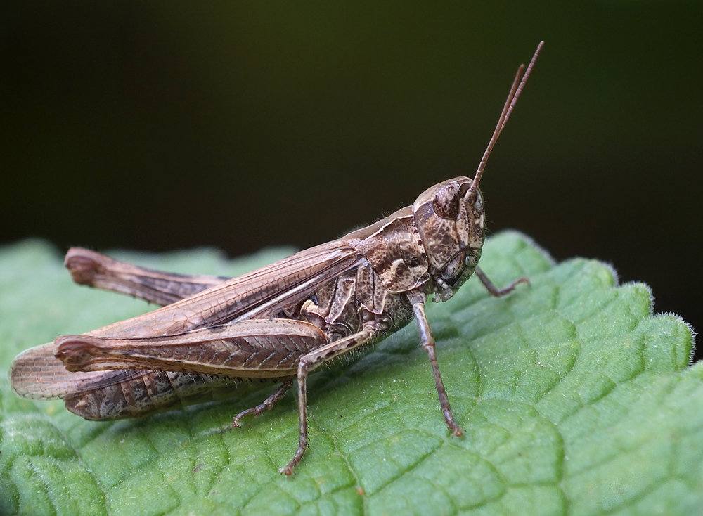 Brauner Grashüpfer (Chorthippus brunneus)