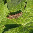 Brauner Grashüpfer (Chorthippus brunneus)