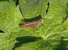 Brauner Grashüpfer (Chorthippus brunneus)