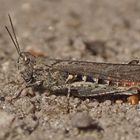 Brauner Grashüpfer (Chorthippus brunneus)