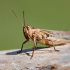 Brauner Grashüpfer (Chorthippus brunneus)