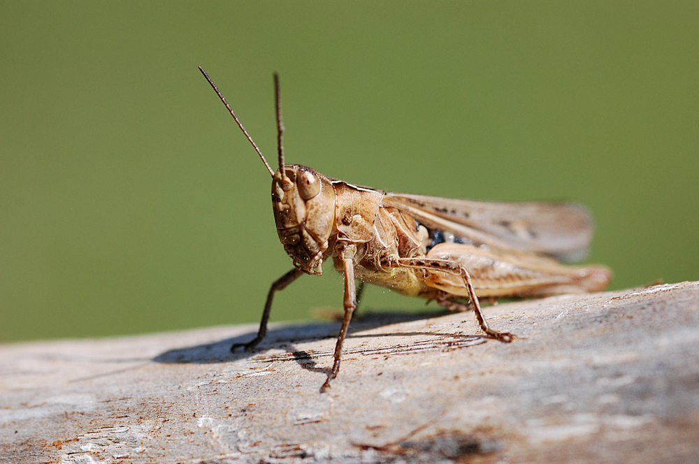 Brauner Grashüpfer (Chorthippus brunneus)