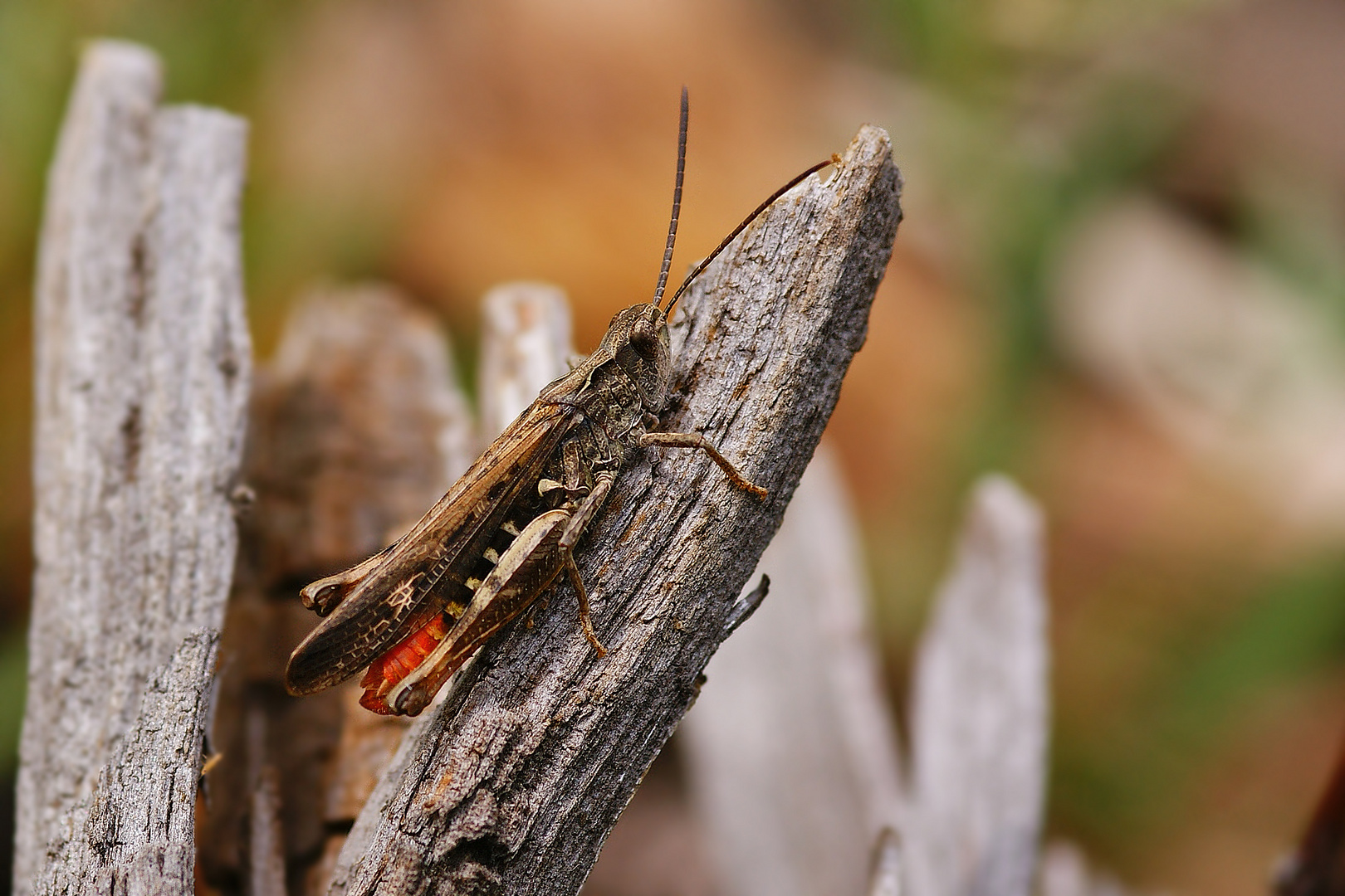 Brauner Grashüpfer (Chorthippus brunneus), Männchen