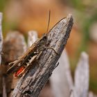 Brauner Grashüpfer (Chorthippus brunneus), Männchen