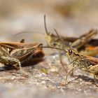 Brauner Grashüpfer (Chorthippus brunneus, syn. Glyptobothrus brunneus)   ...auf Brautschau