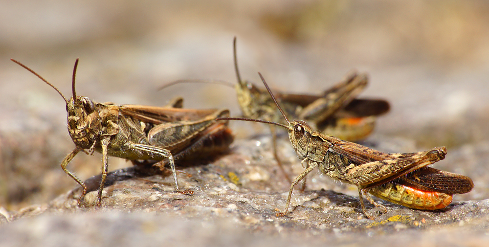 Brauner Grashüpfer (Chorthippus brunneus, syn. Glyptobothrus brunneus)   ...auf Brautschau