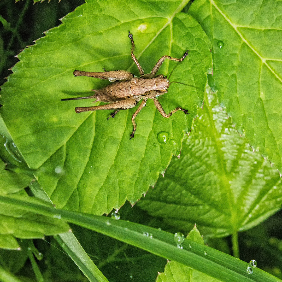 Brauner Grashüpfer ....