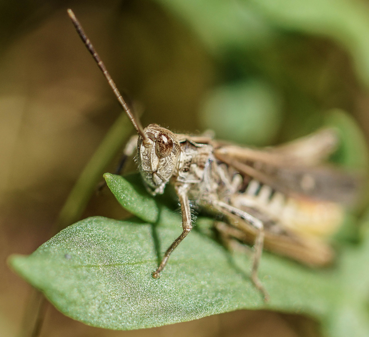 Brauner Grashüpfer