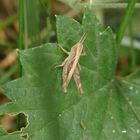 Brauner Grashüpfer der Chorthippus biguttulus-Gruppe im heimischen Garten