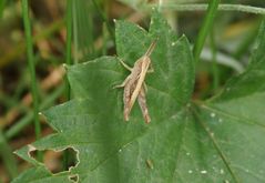 Brauner Grashüpfer der Chorthippus biguttulus-Gruppe im heimischen Garten