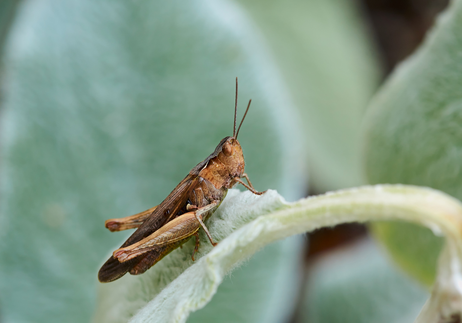 Brauner Grashüpfer