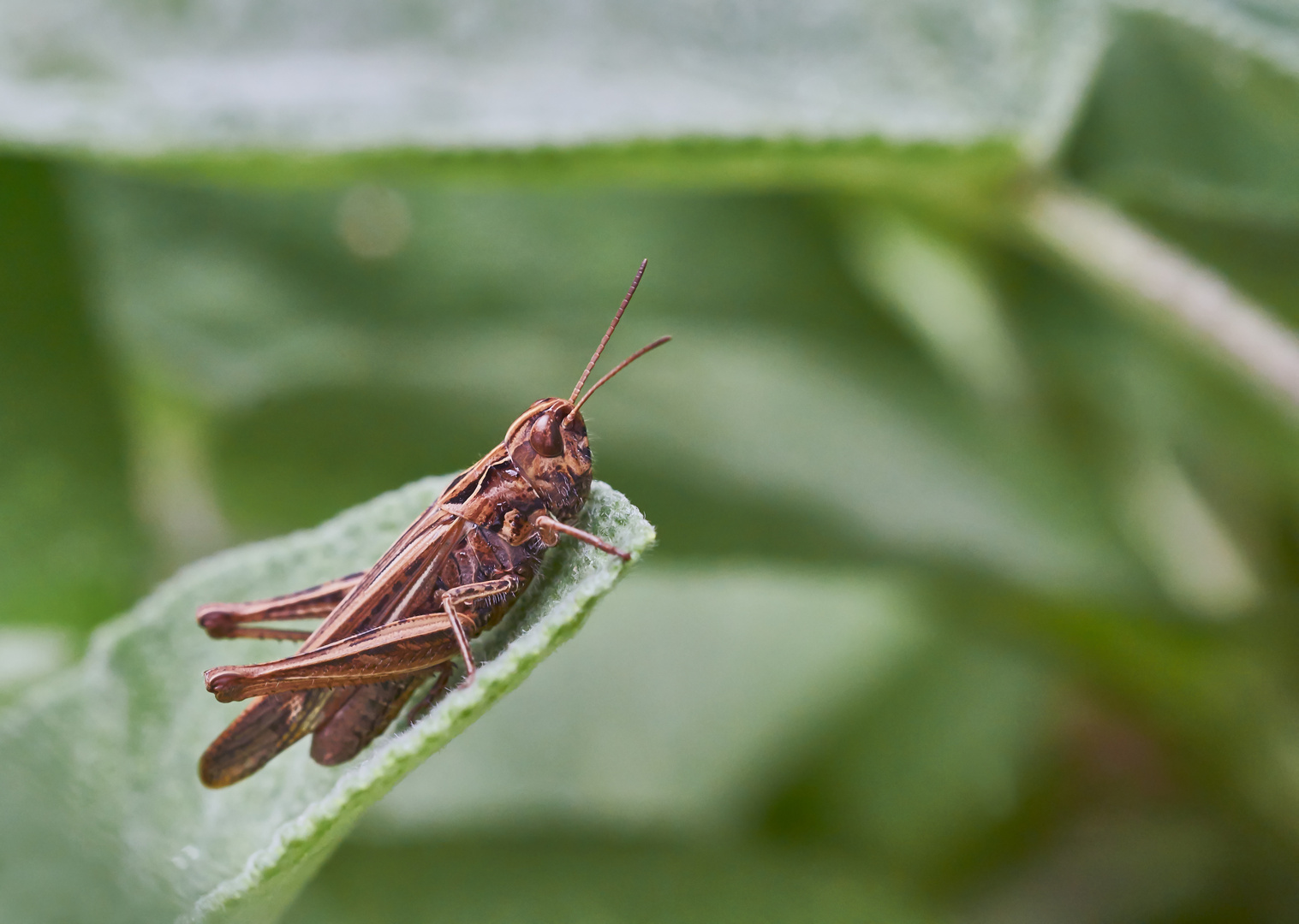 Brauner Grashüpfer