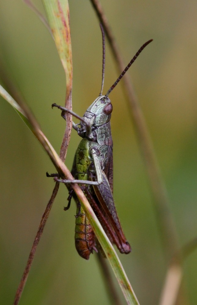 brauner grashüpfer