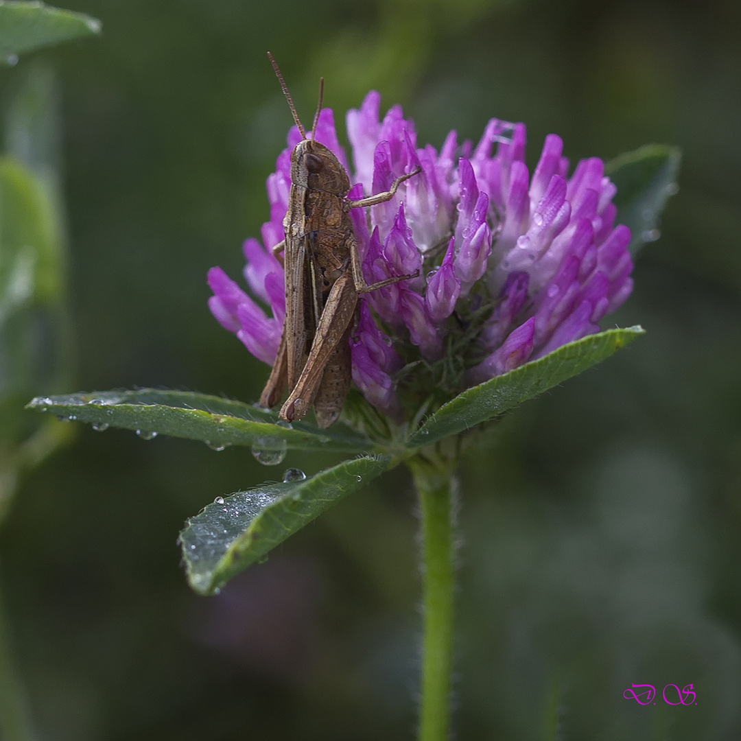 Brauner Grashüpfer nach dem Regen