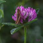 Brauner Grashüpfer nach dem Regen