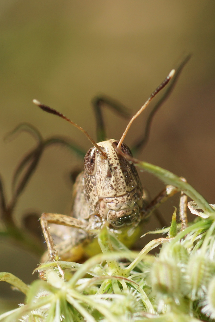 Brauner Hüpfer