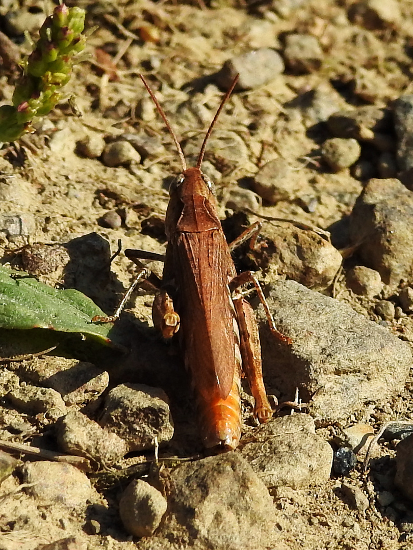 brauner Hüpfer