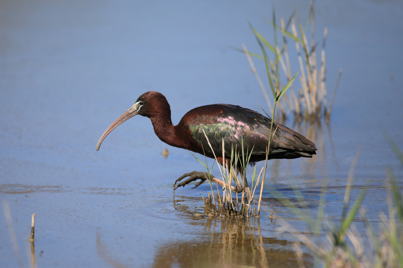 Brauner Ibis