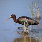 Brauner Ibis