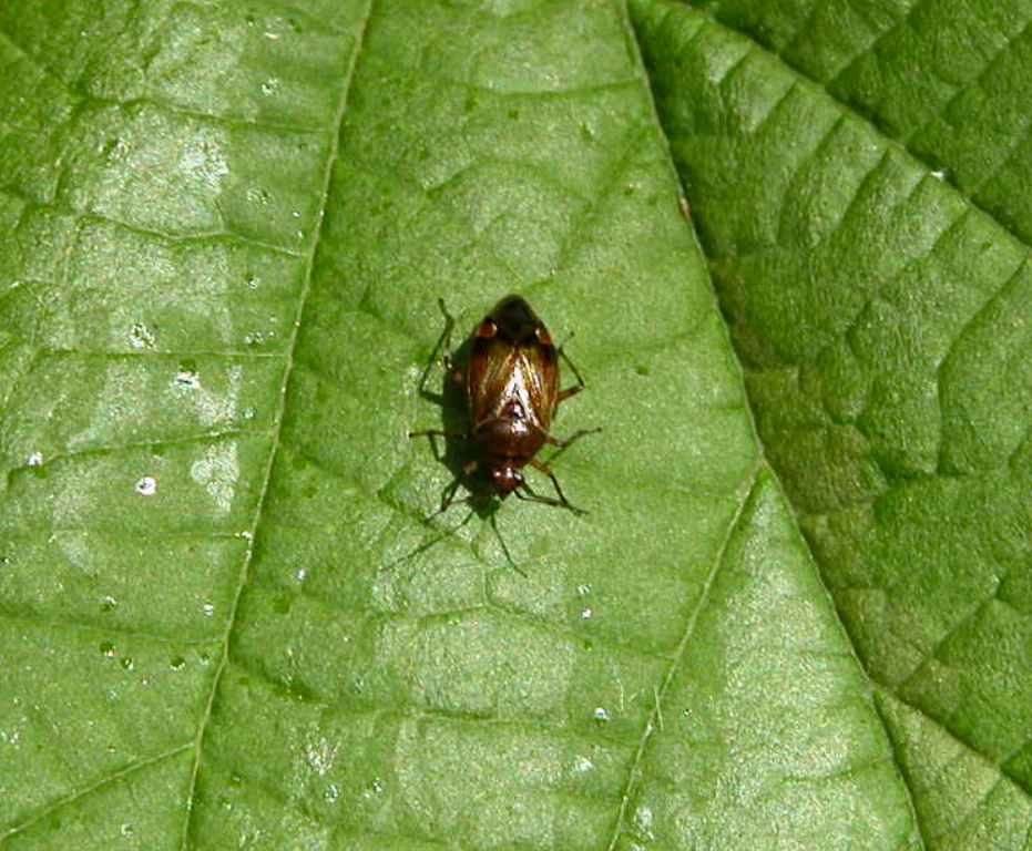 Brauner Käfer auf grünem Blatt