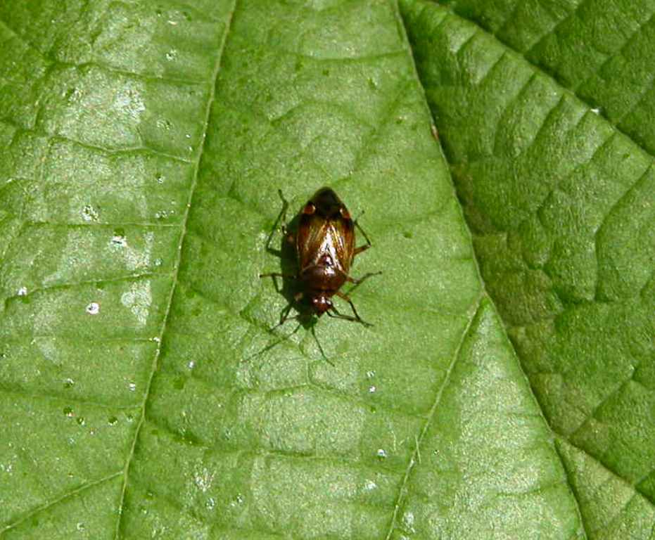 Brauner Käfer auf grünem Blatt Foto & Bild tiere, wildlife, insekten