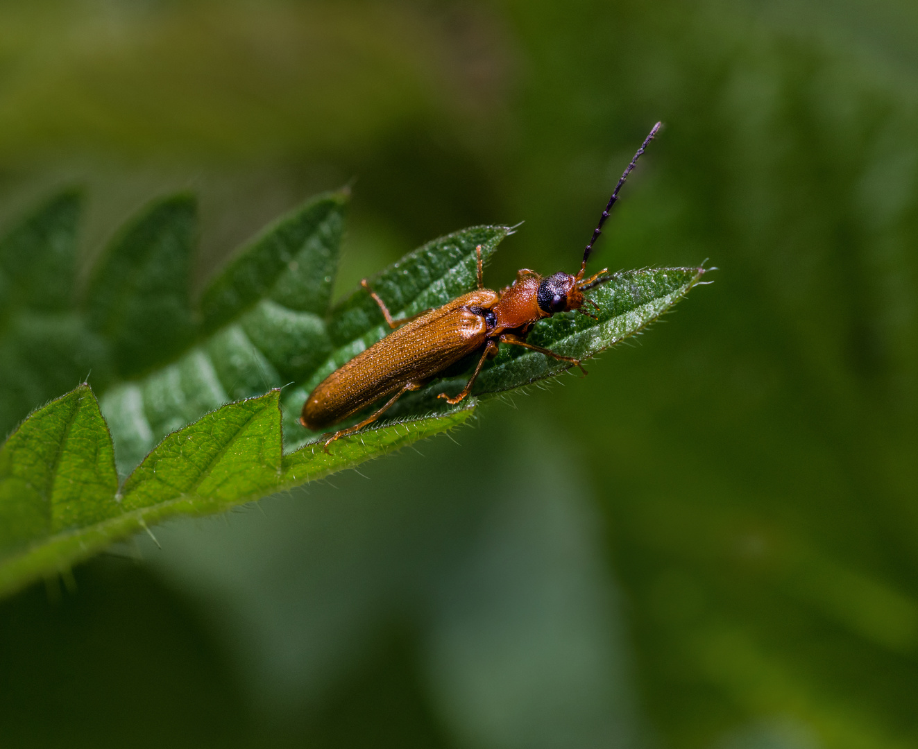 brauner Käfer Foto & Bild | wald, makro, wiese Bilder auf fotocommunity