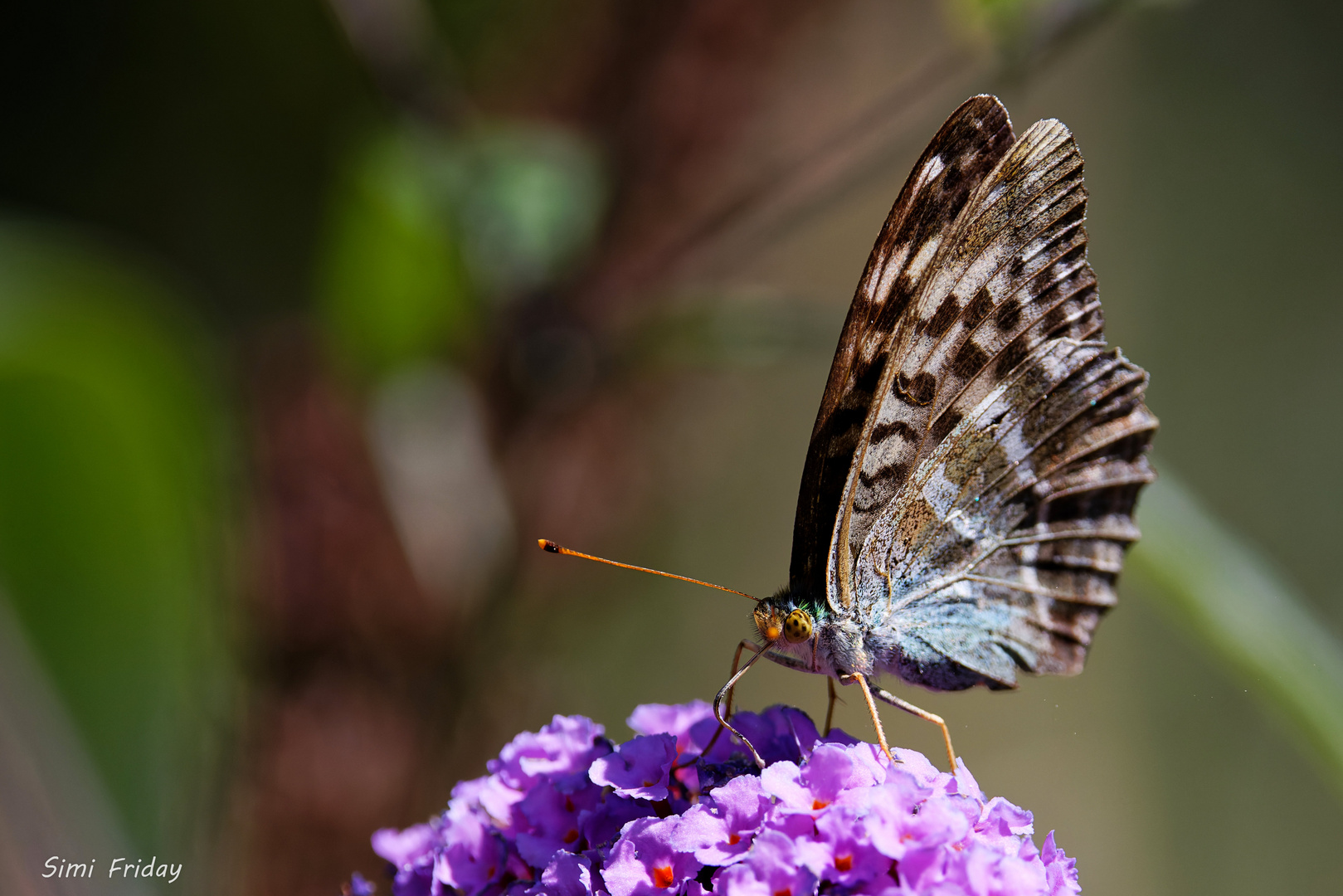 Brauner Kaisermantel Foto &amp; Bild | tiere, wildlife, schmetterlinge ...