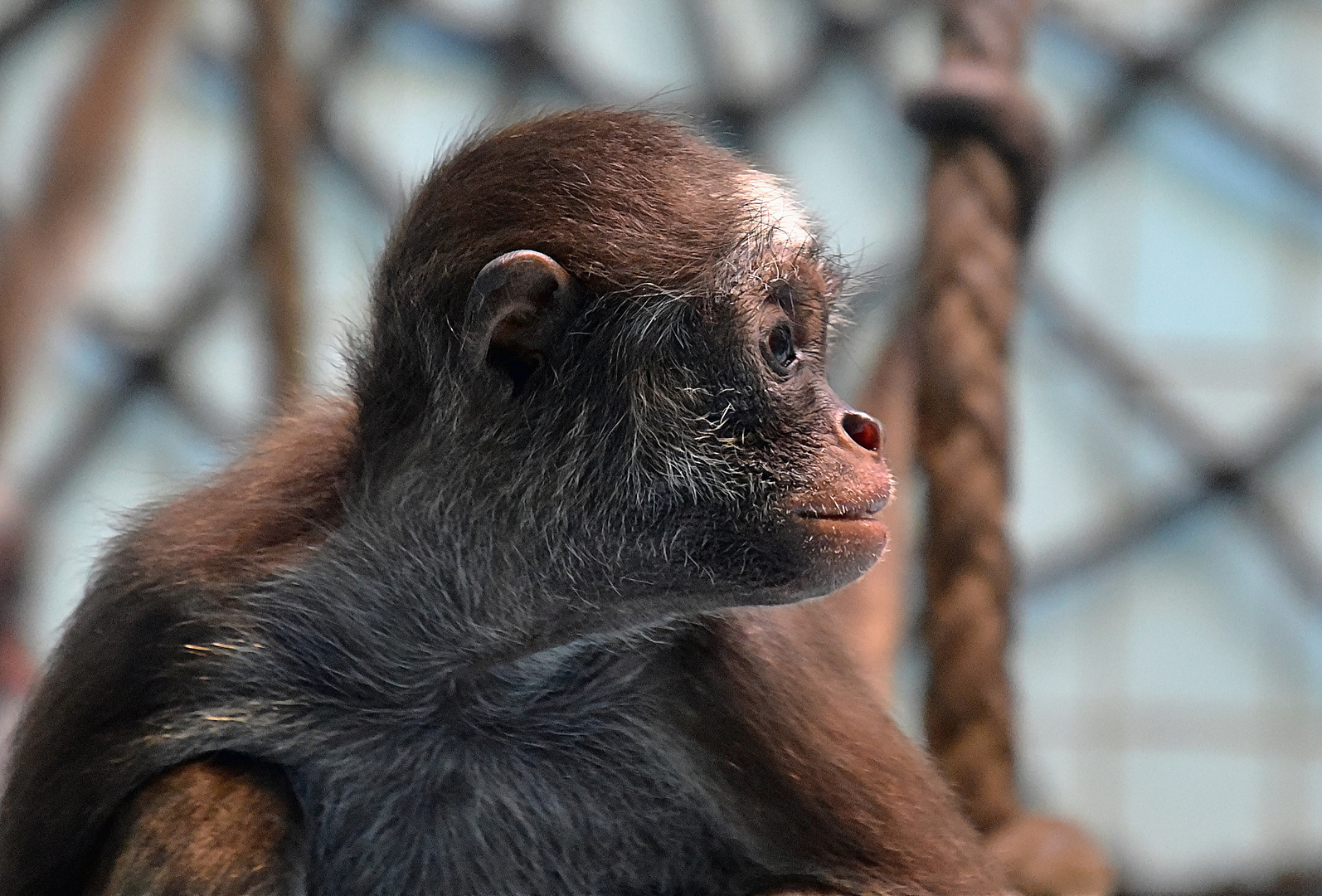 Brauner Klammeraffe (Ateles hybridus)