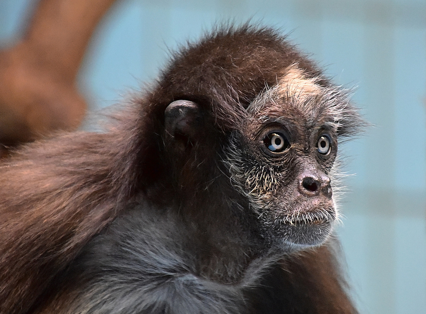 Brauner Klammeraffe (Ateles hybridus)