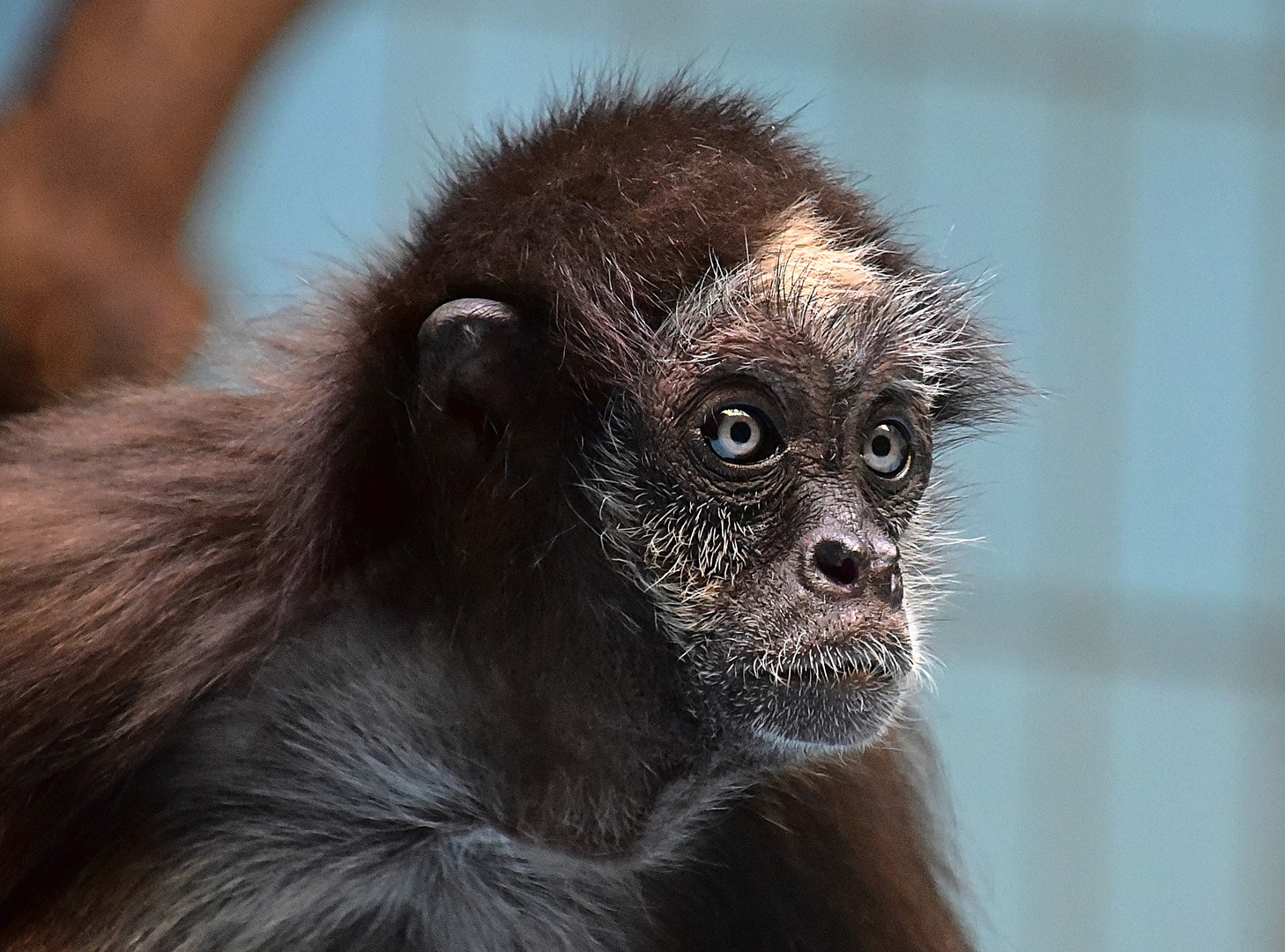 Brauner Klammeraffe (Ateles hybridus) 