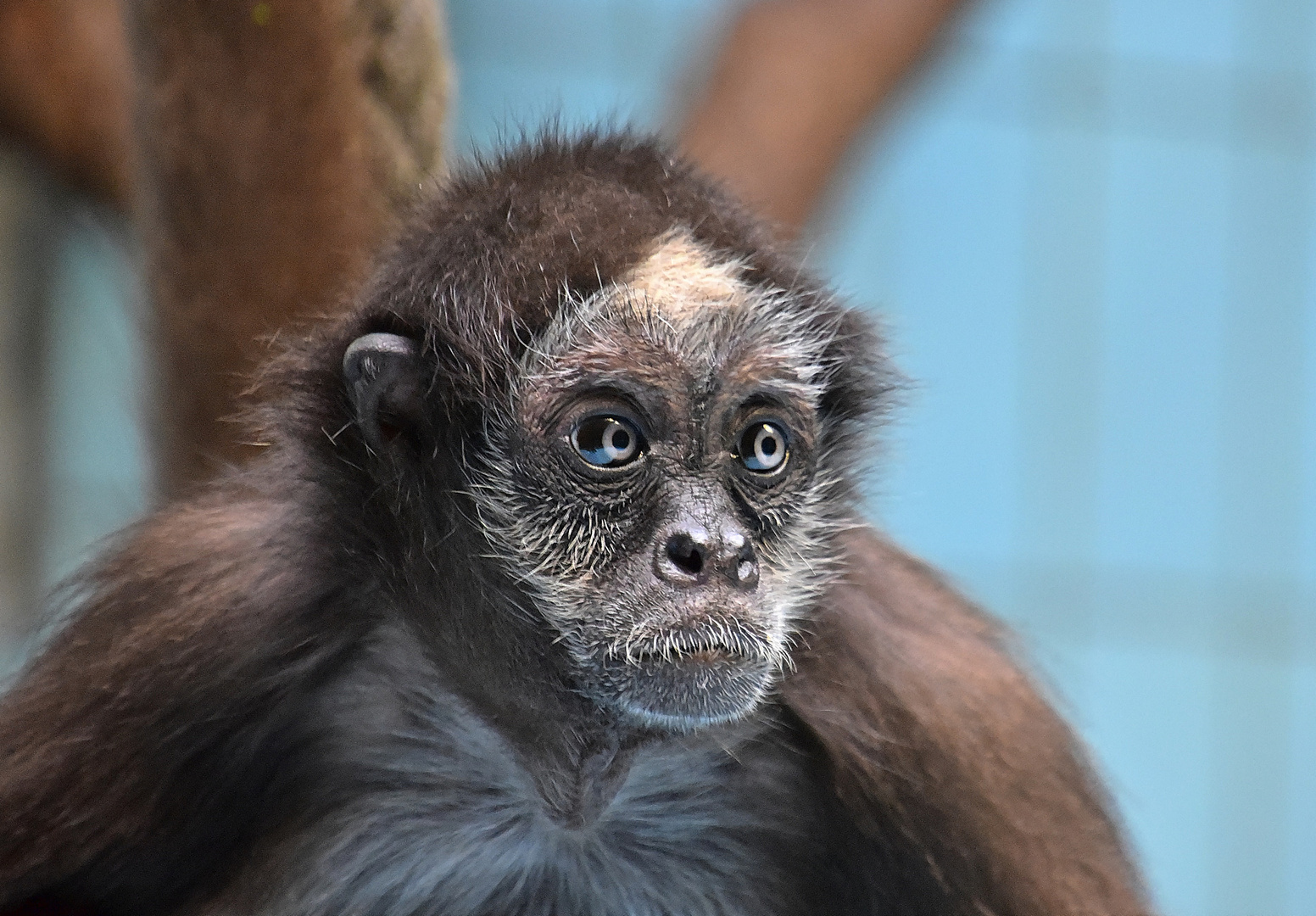 Brauner Klammeraffe (Ateles hybridus)