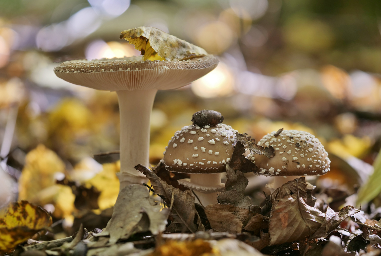 Brauner Königsfliegenpilz - ein Träumchen im Wald -