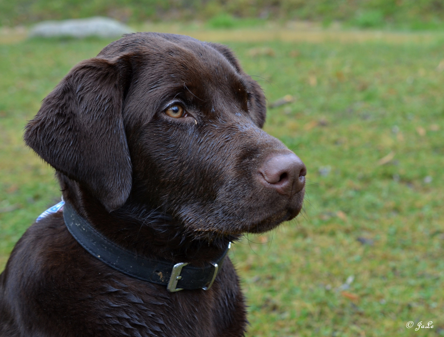 Brauner Labrador