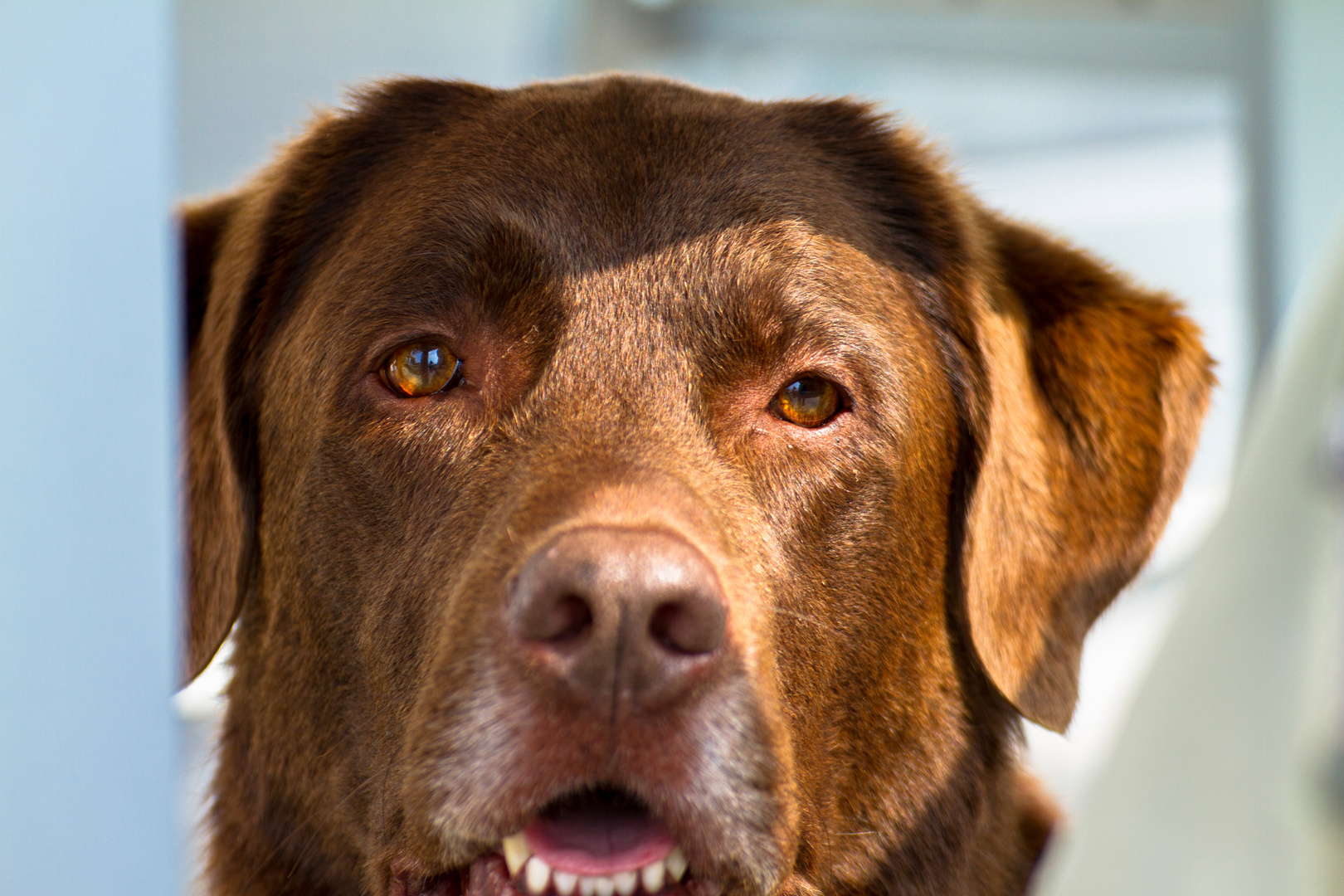 brauner Labrador Rüde