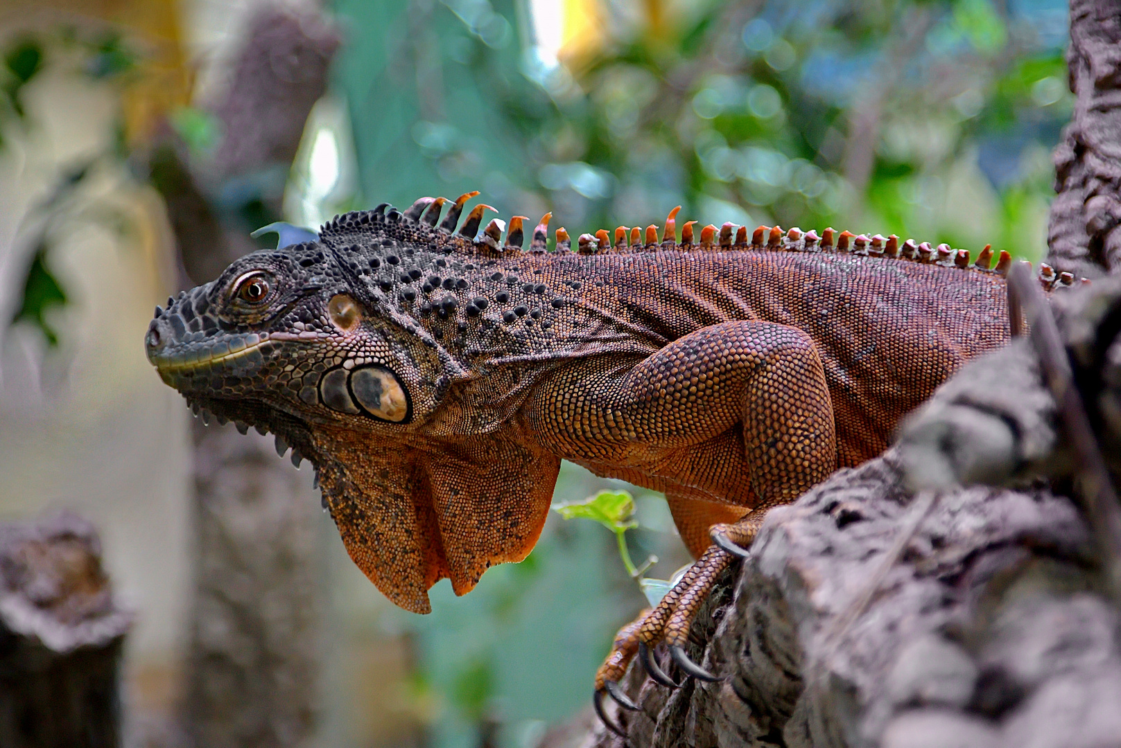 Brauner  Leguan .