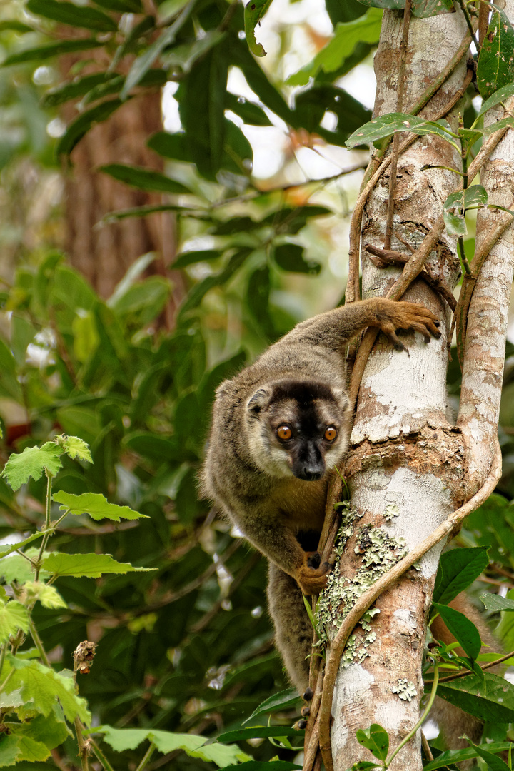 Brauner Lemur