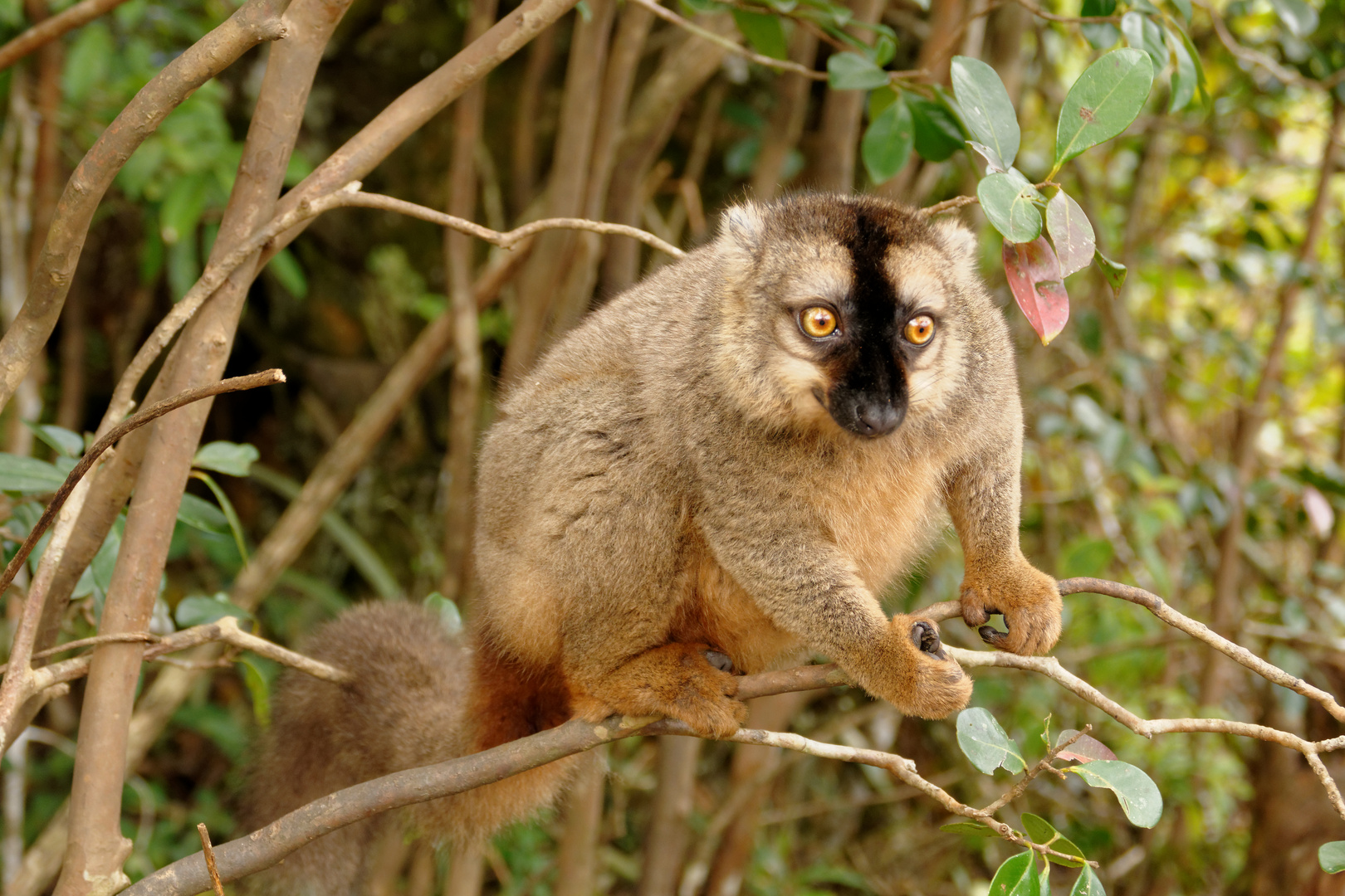 Brauner Lemur_1