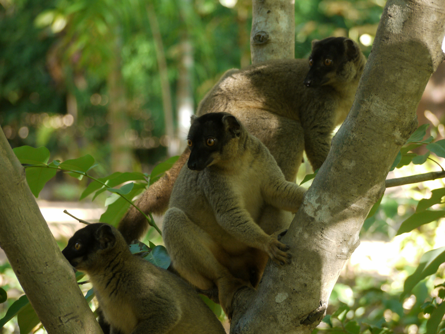 Brauner Maki Eulemur Fulvus