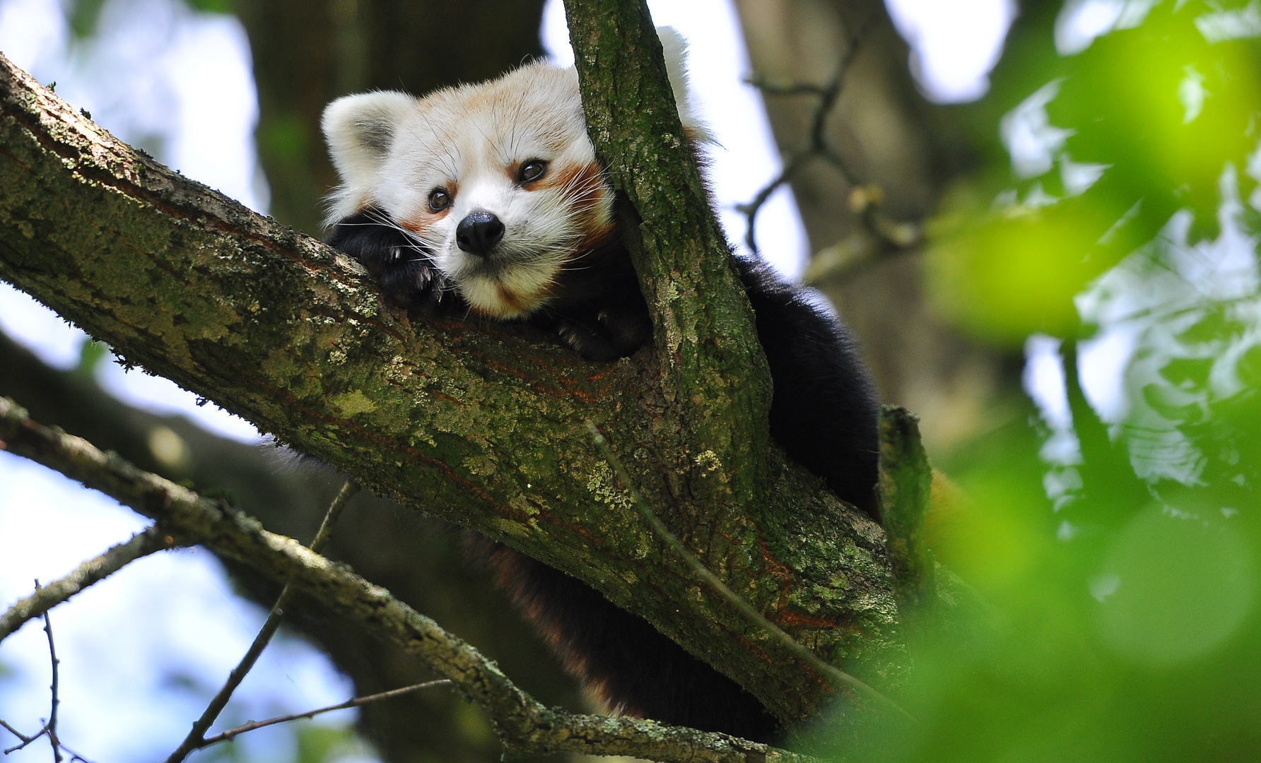 Brauner Panda