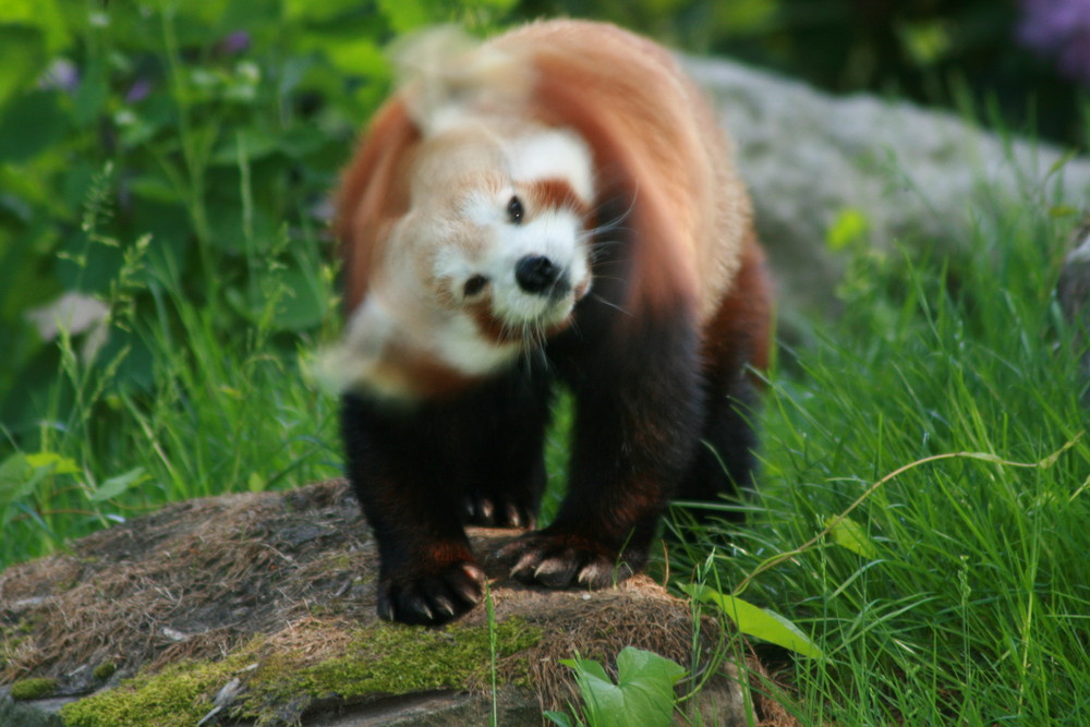 Brauner Panda aus dem Dortmunder Zoo am 23.05.07