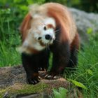 Brauner Panda aus dem Dortmunder Zoo am 23.05.07