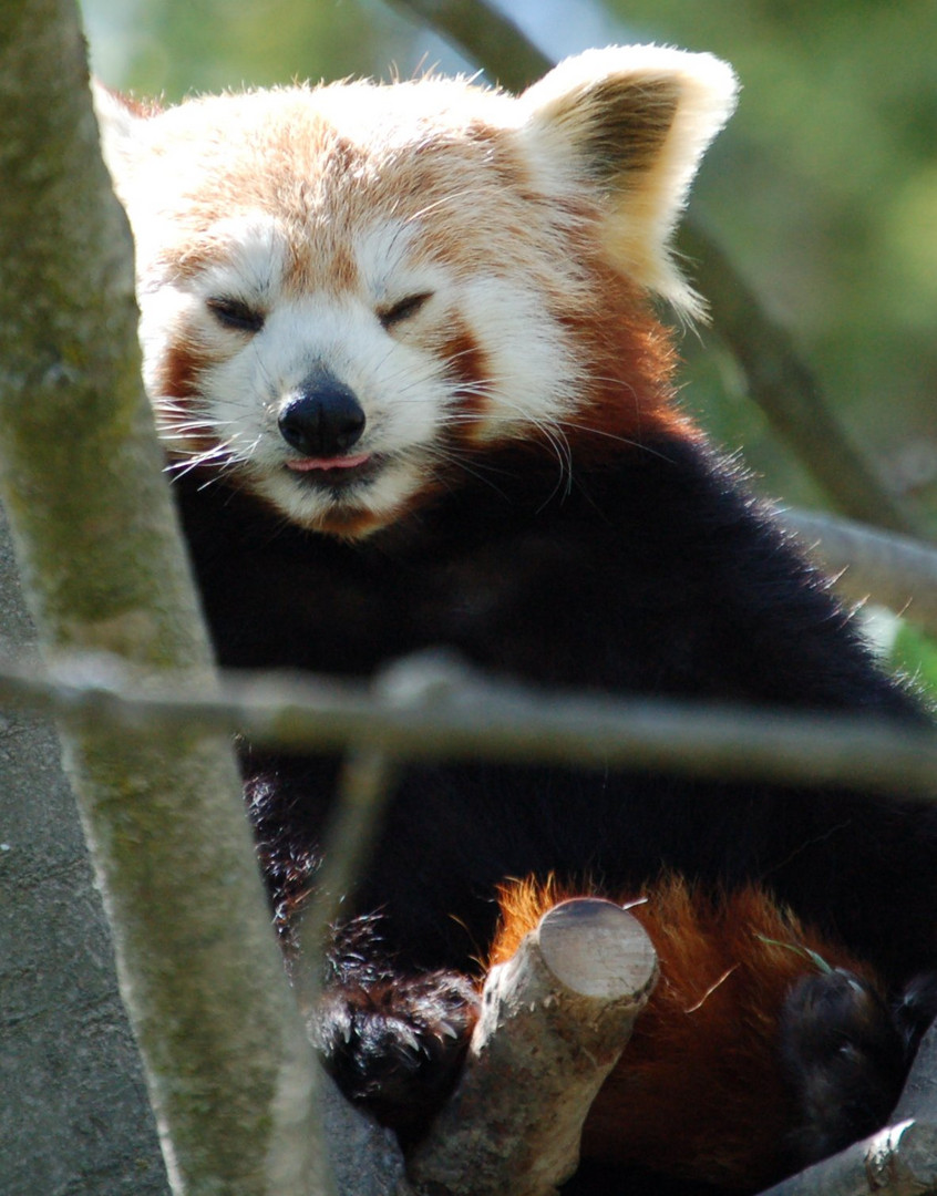 Brauner Panda beim verstecken.....