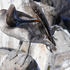 Brauner Pelikan bei Gefiederpflege,