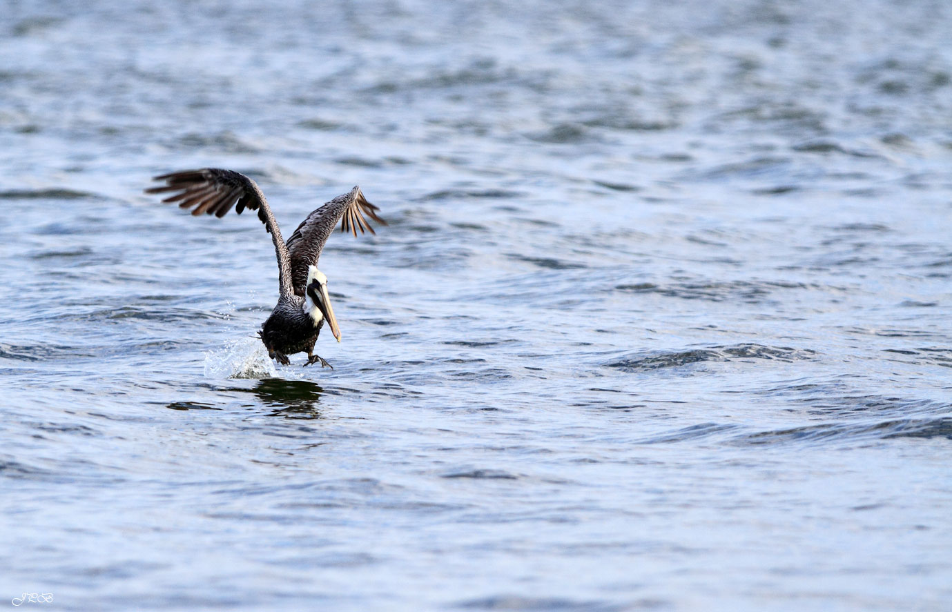 Brauner Pelikan beim Abheben von der Wasseroberfläche