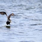 Brauner Pelikan beim Abheben von der Wasseroberfläche