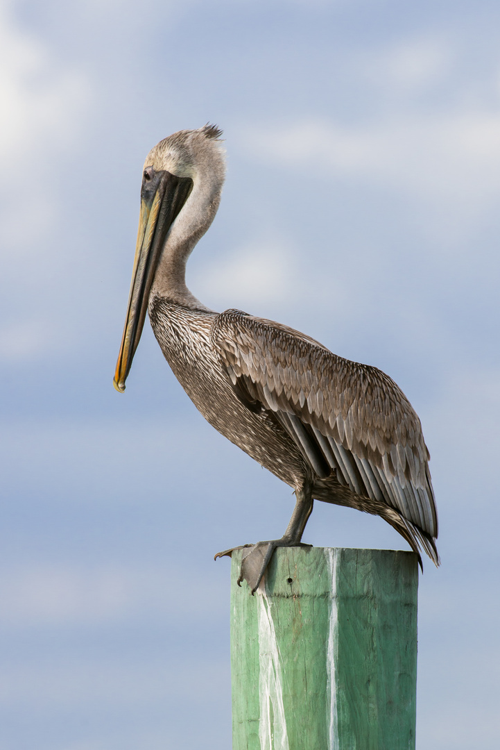 Brauner Pelikan / Brown Pelican